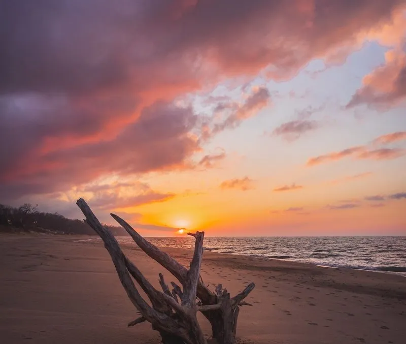 Driftwood on a beach in soft, warm evening light.